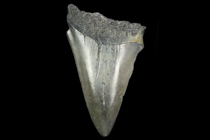Fossil Mako Shark Tooth - South Carolina #128757